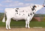 HaS Lightstar 