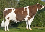 Huntje Holsteins Red River