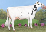Koepon King Genua 16