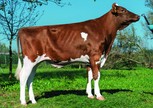 Lis-Leck RedMagic VRC