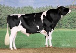 Midwolder Goldmar