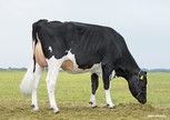 Midwolder K&L Marjon 136