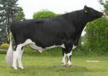 Midwolder Mardonno