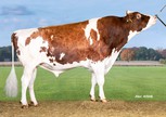 Midwolder Nemo Red