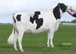 Midwolder Susan 211 NL 899486152 (Rubicon)