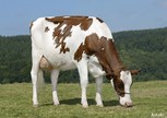Morsan Lis F. Special-Red
