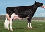 Ms Apples Aria RC