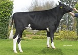 MS-BWN Maikson