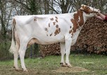 R&B Altatop Ailene Red