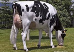 Riverdane Shottle Amber
