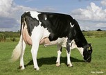 Southland Dellia 9765