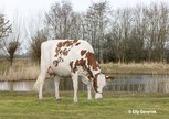 Tienmorgen Marie Suze 7