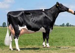 Veelhorst Balu Lady