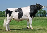 Vendairy Pinto