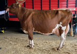 Visstein Akim P Red