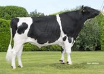 Visstein K&L Banner