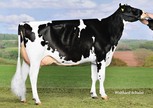 Wilder Karat RDC VG-88, Numero Uno x Kanu 111