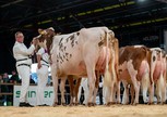 Willem's-Hoeve Jmw Applause 26