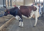 Zandenburg Rubels Ebony
