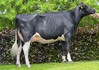 3STAR Cimona RDC