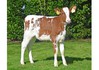3STAR OH Sunnyside Red