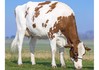 3STAR TV Ambera P Red NL632008302 (2) 