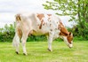 Alsgaard OH 3STAR Molly Red