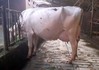 Batouwe AP Apple Red