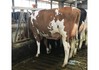 Batouwe Jld Cindy Red