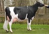 Lola V/H Zomerbloemhof 3lac