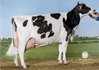 Big Boukje 265, Shottle sister of Boukje 271