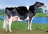 Bons-Holsteins Koba 195