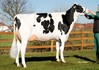 L-L-M-Dairy Benz Daisy