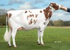 De Oosterhof K&L Ruby Sun Red