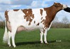 Drouner Brekan USA P