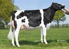 VMO Gerlinde