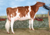 Greenlea-TM-Real-Ab-Red-ET