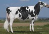 HLB Baccara