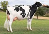 HLB 3STAR OH Rosella P RDC