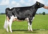K&L BL Dellia