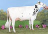 Koepon King Genua 16
