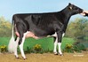 Koepon Splendido Lisa 29 PP