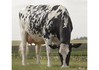 Larcrest Cosmopolitan