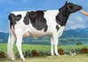 Lis De-Su Oak 8255