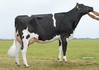 Midwolder Marjon 109 VG-85