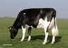 Midwolder Marjon