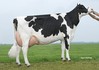 Midwolder Massia 46