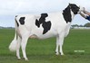 Midwolder Susan 211 NL 899486152 (Rubicon)
