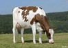Morsan Lis F. Special-Red