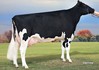 MS Apple Brandy RDC